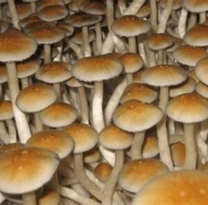 Tasmanian spores